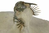Spiny Lichid (Acanthopyge) Trilobite - Insane Preparation! #252530-3